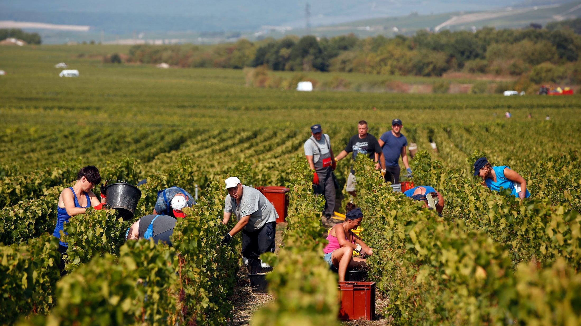 HØSTER: Arbeidere høster inn druer i Champagne-distriktet øst i Frankrike. Etter en svært varm sommer som forskere mener kan knyttes til klimaendringene, har innhøsting blitt gjennomført tidligere enn vanlig. Bildet ble tatt 28. august. Foto: Thibault Camus/AP/NTB scanpix