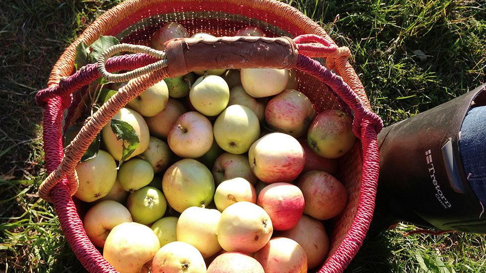 NEDFALLSFRUKT: Ikke glem eplene på bakken. De er minst like brukelige som eplene på trær! Foto: Markus Thorsen