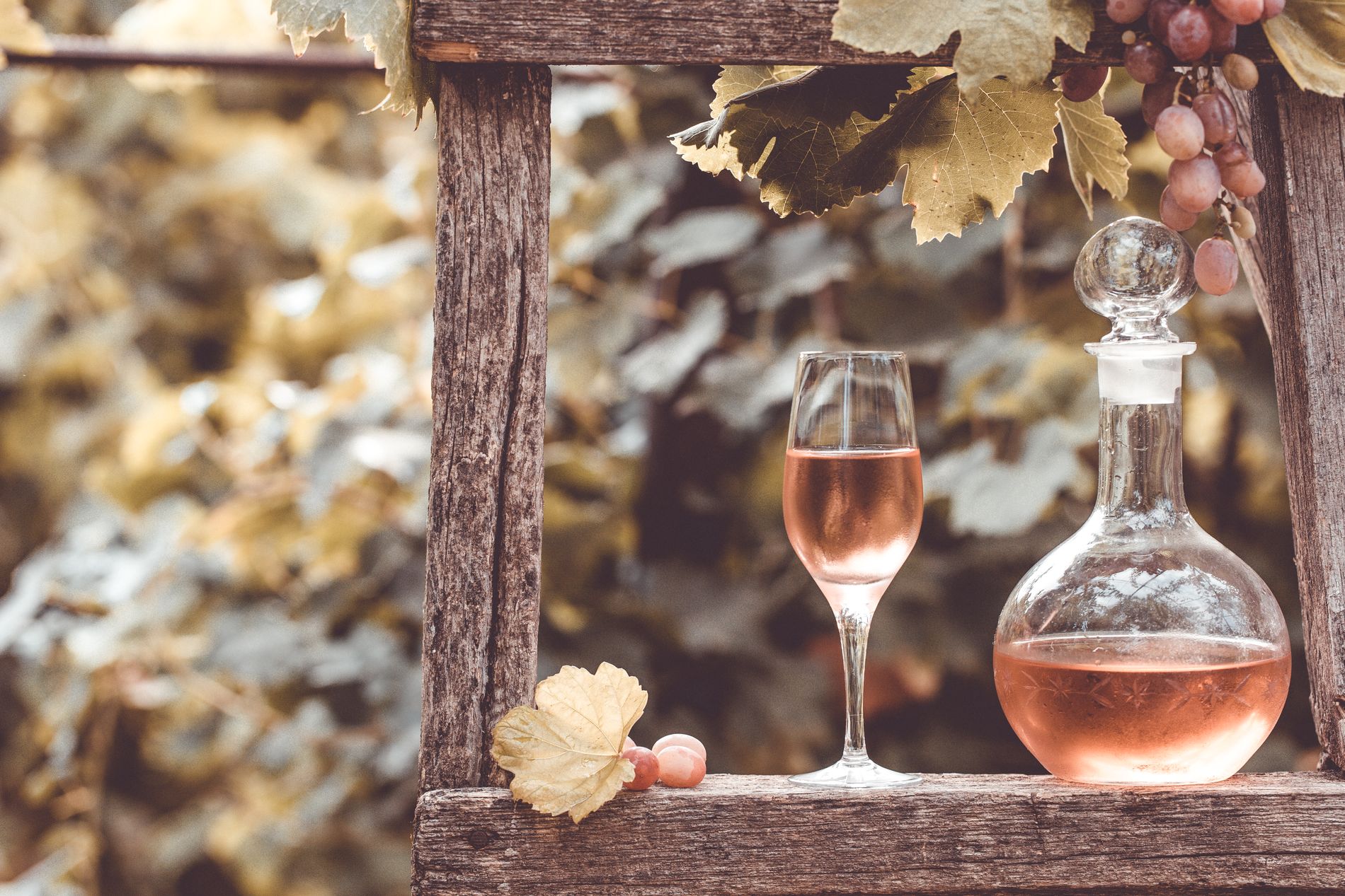 Från att ha varit en sommardryck kommer nu det rosa vinet göra sig påmind även under årets mörkare månader