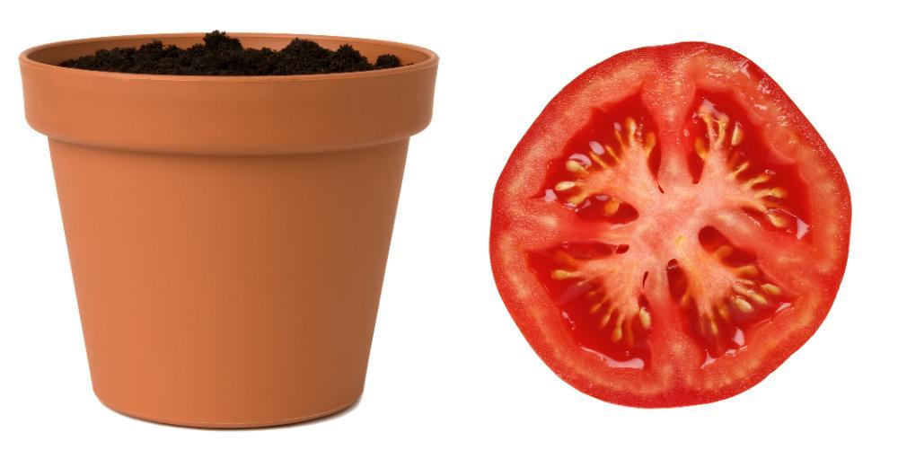Kruka med jord + tomatskiva = egna tomatplantor
