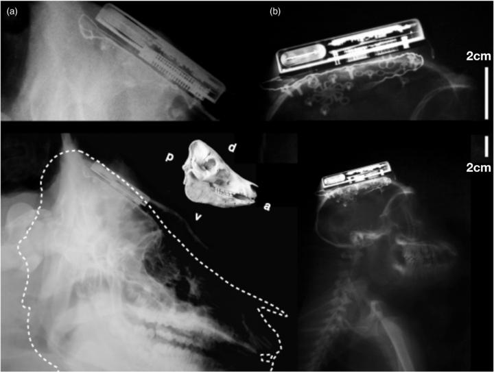 Røntgenbilder som viser en implantert sender på forsøksdyr.Foto: Brown University