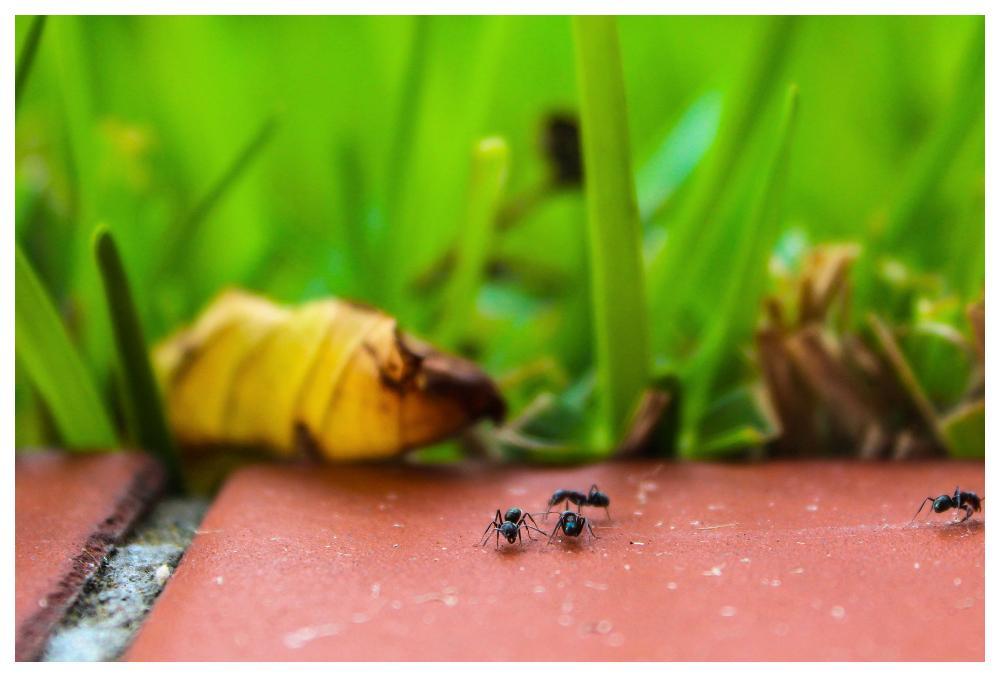 Kriget mot myrorna trappas upp.