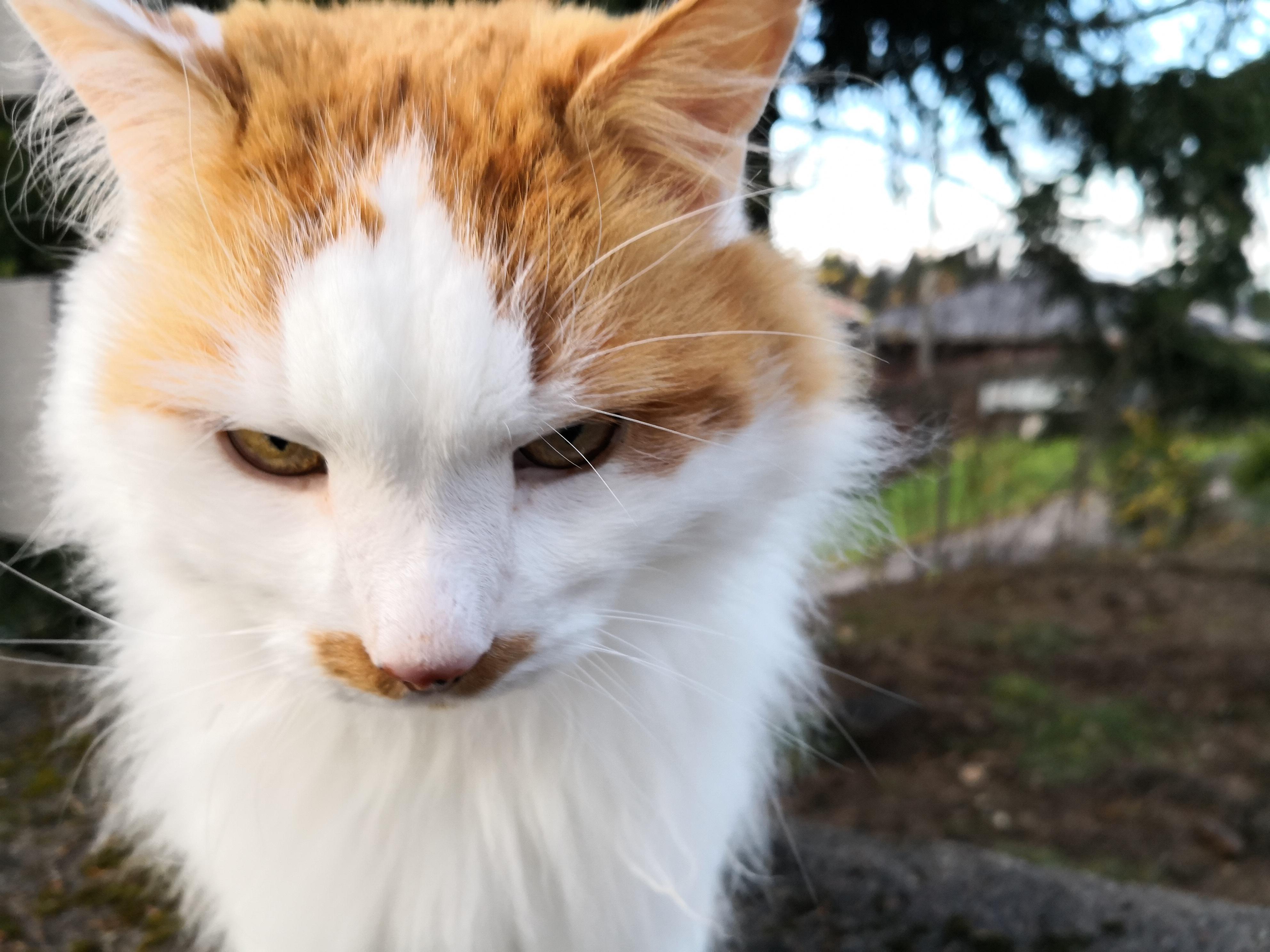 Kameraet i Mate 10 Pro gjør en solid jobb under de fleste forhold. Selv dette nesten umulige bildet av en katt som egler seg innpå ble rimelig skarpt og pent. Bilde: Finn Jarle Kvalheim, Tek.no