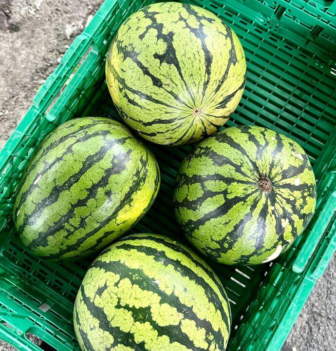 FRISKT: Guttorm Rebnes anbefaler å kjøpe en runde, mellomstor vannmelon. 