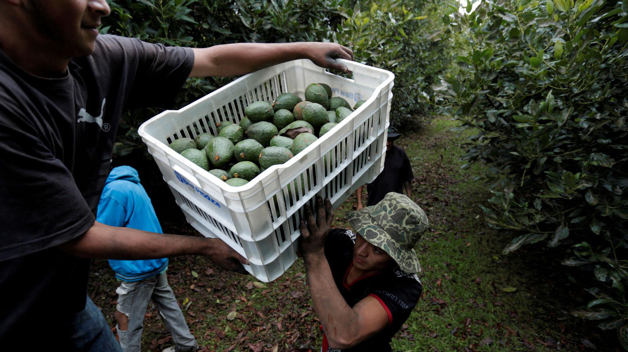 AVOKADO-DELSTAT: Gårdsarbeidere laster nyplukket avokado over på en lastebil ved en plantasje i Tacambaro i den meksikanske delstaten Michoacán i juni i fjor. Foto: Alan Ortega/Reuters
