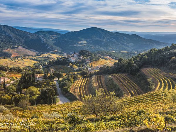 Franska vinmakare söker sig till högre höjder för svalare temperaturer. Här vid bergskedjan Dentelles de Montmirail i Provence.