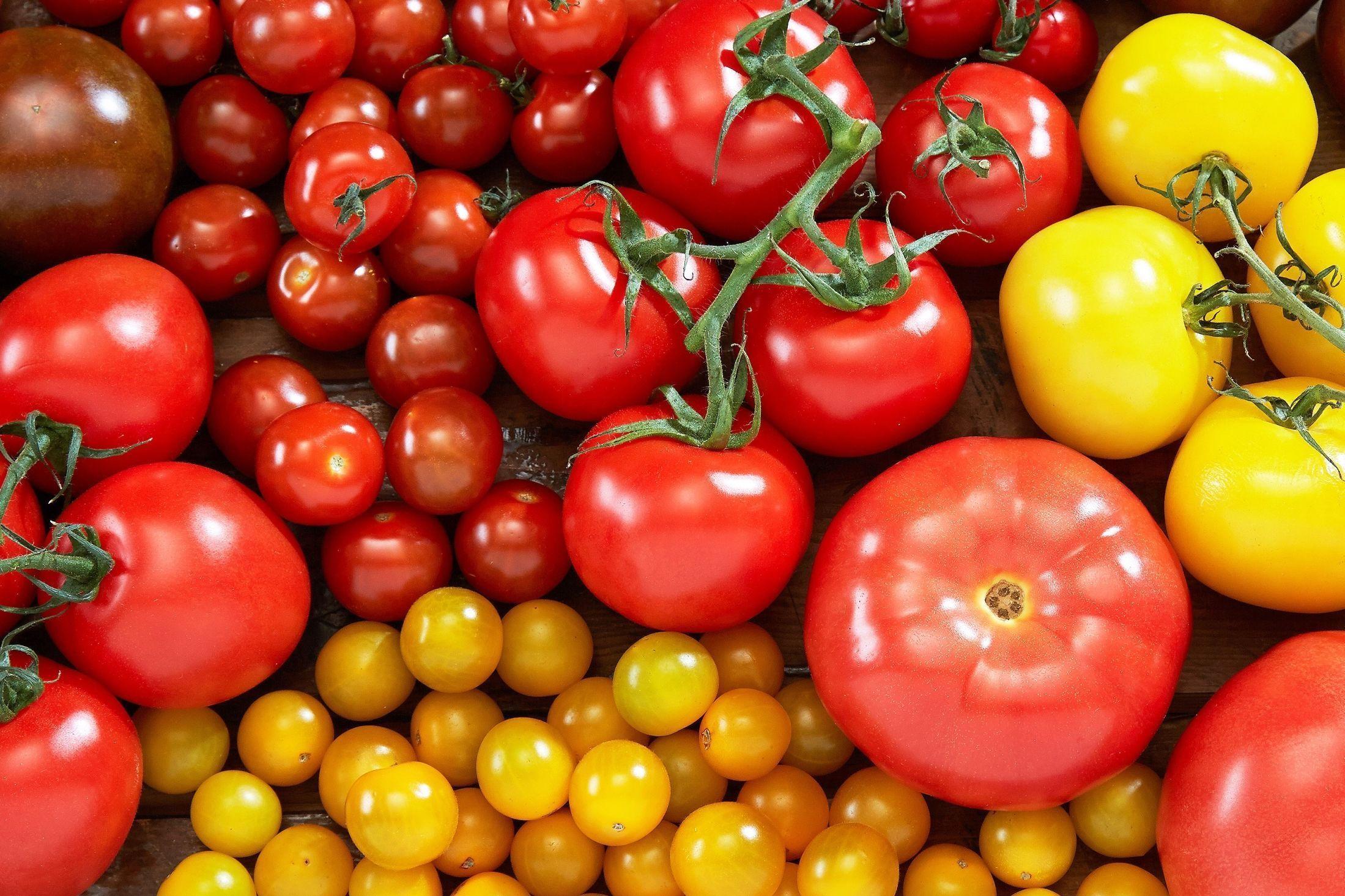 NORSKE: I dag har vi et stort utvalg av tomater i ulike størrelser og farger året rundt. En voksende andel er produsert i Norge. Foto: Synøve Dreyer/OFG