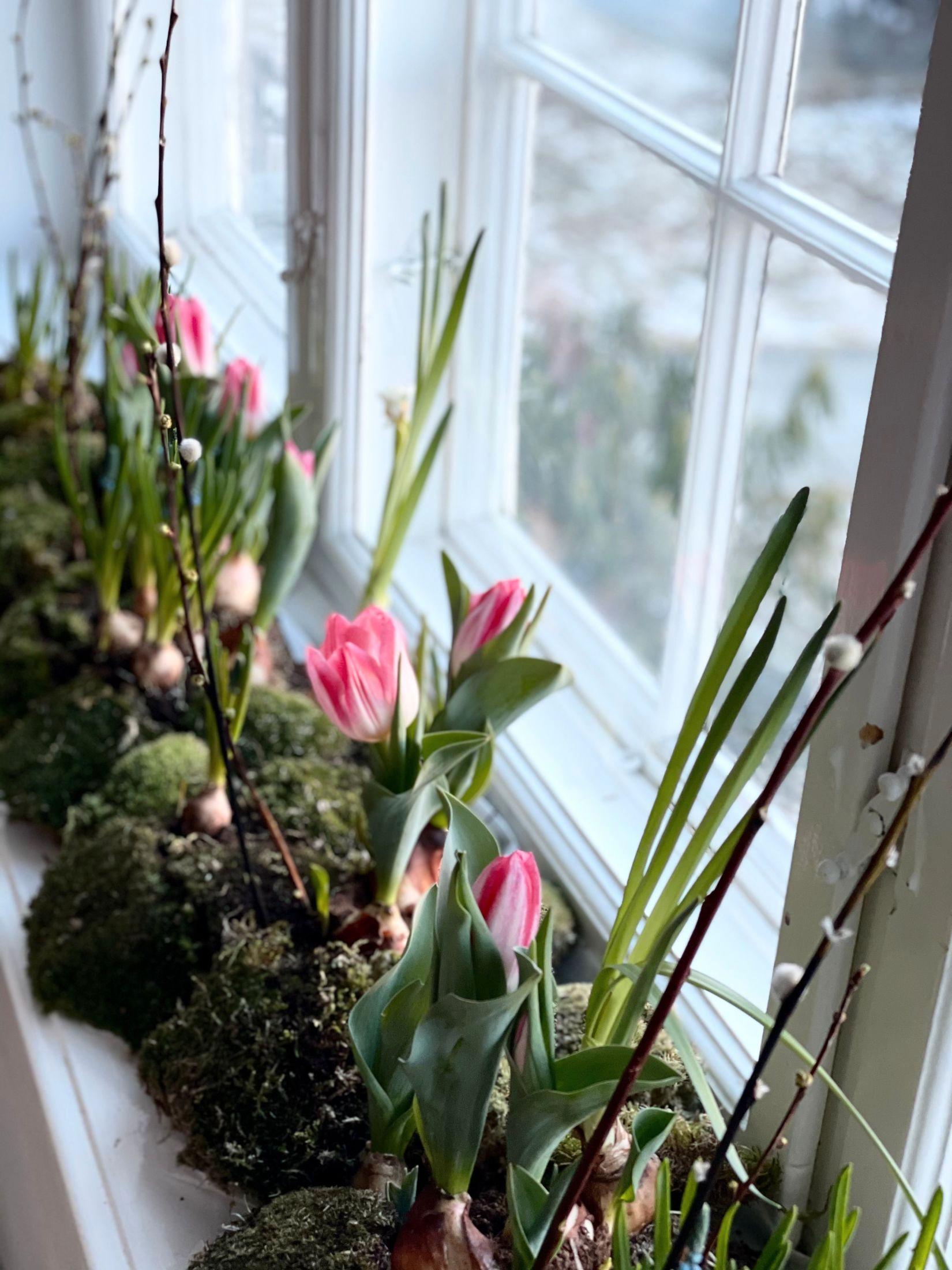 HELLO SPRING: Mens vi venter på den litt varmere og solfylte våren kan du lage et lite mose og tulipanbed enten i vinduskarmen eller på bordet, tipser hagedesigner Dam. Foto: Privat