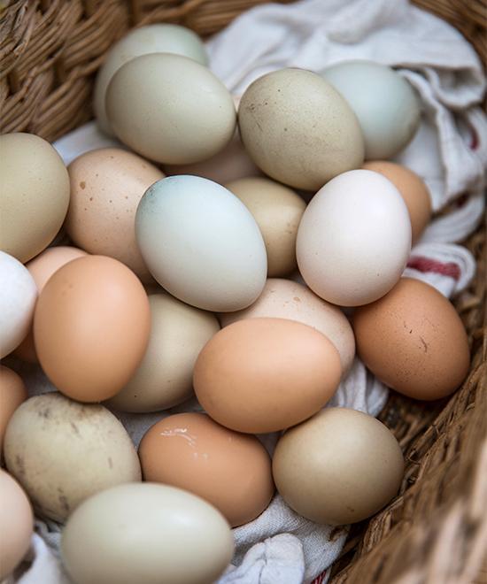 Olika hönsraser ger olika färg på äggen.