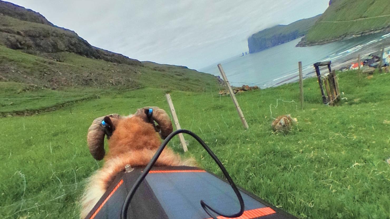 Nå kan du oppleve Færøyene i 360 grader – fra ryggen på en sau