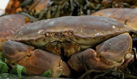 Krabbe i salat, krabbe med avokado, krabbe på toast og krabbekaker - prøv en av disse krabbeoppskriftene. (Foto: Colourbox.no)