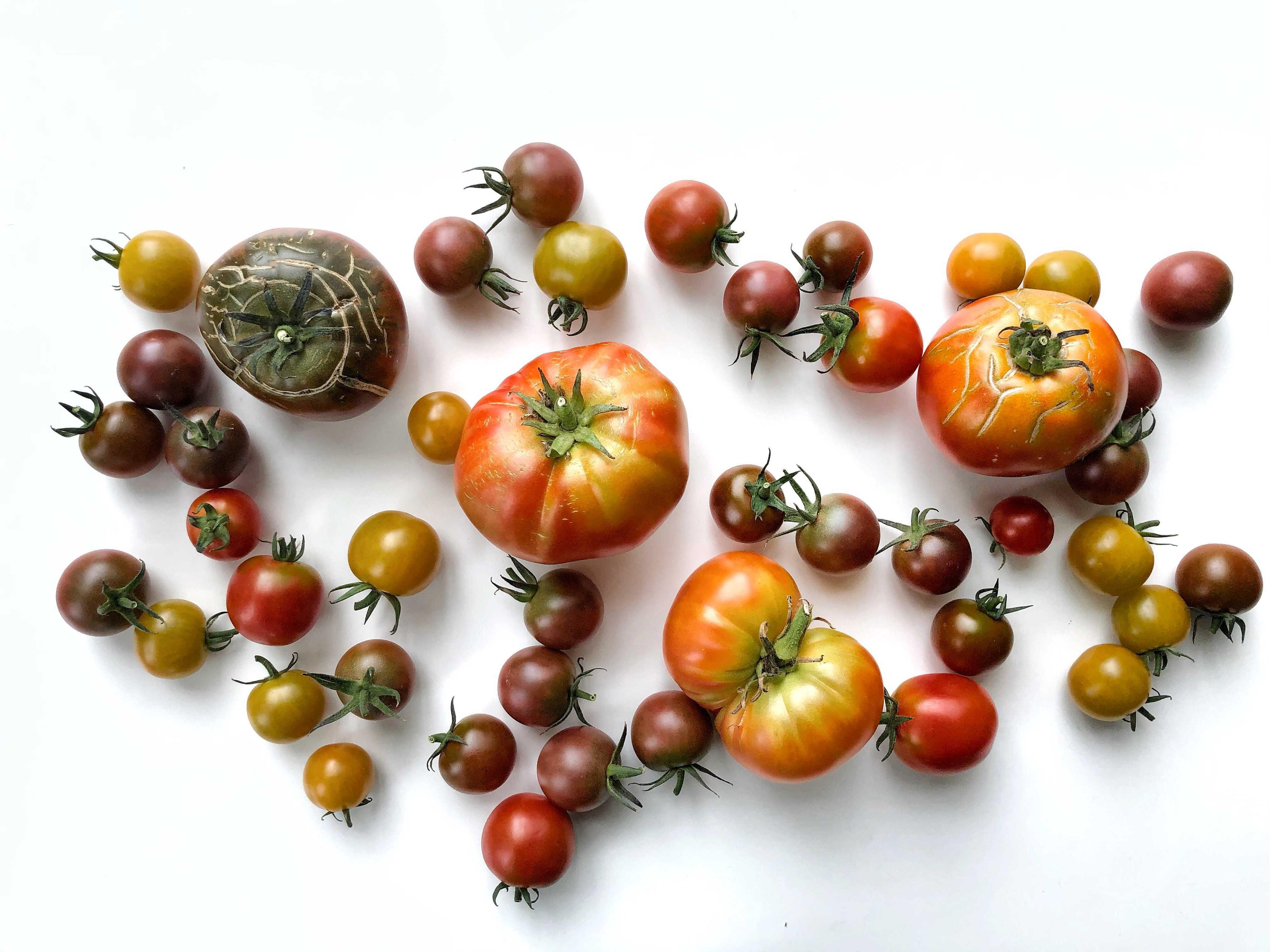 HEIRLOOM-TOMATER: Disse tomatene står folk i kø for å få lov til å kjøpe.