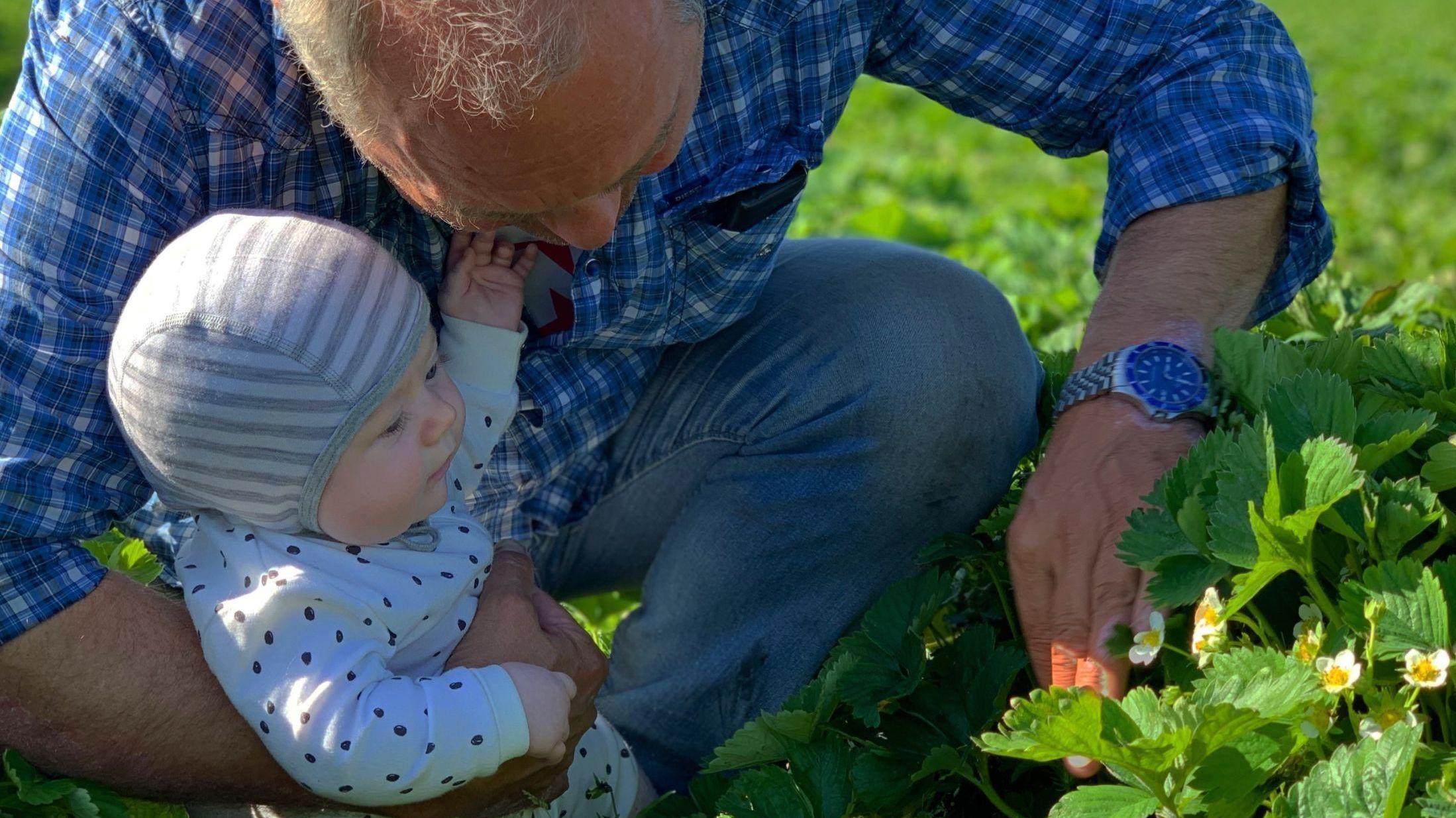I JORDBÆRÅKEREN MED MORFAR: Jordbærbonde Arnstein Pollestad sjekker avlingen sammen med barnebarnet Solveig, her seks måneder. Foto: Privat.