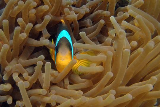 Red Sea clownfish (Amphiprion bicinctus) er takknemlige motiver fordi de ikke flytter seg langt fra anemonen sin.