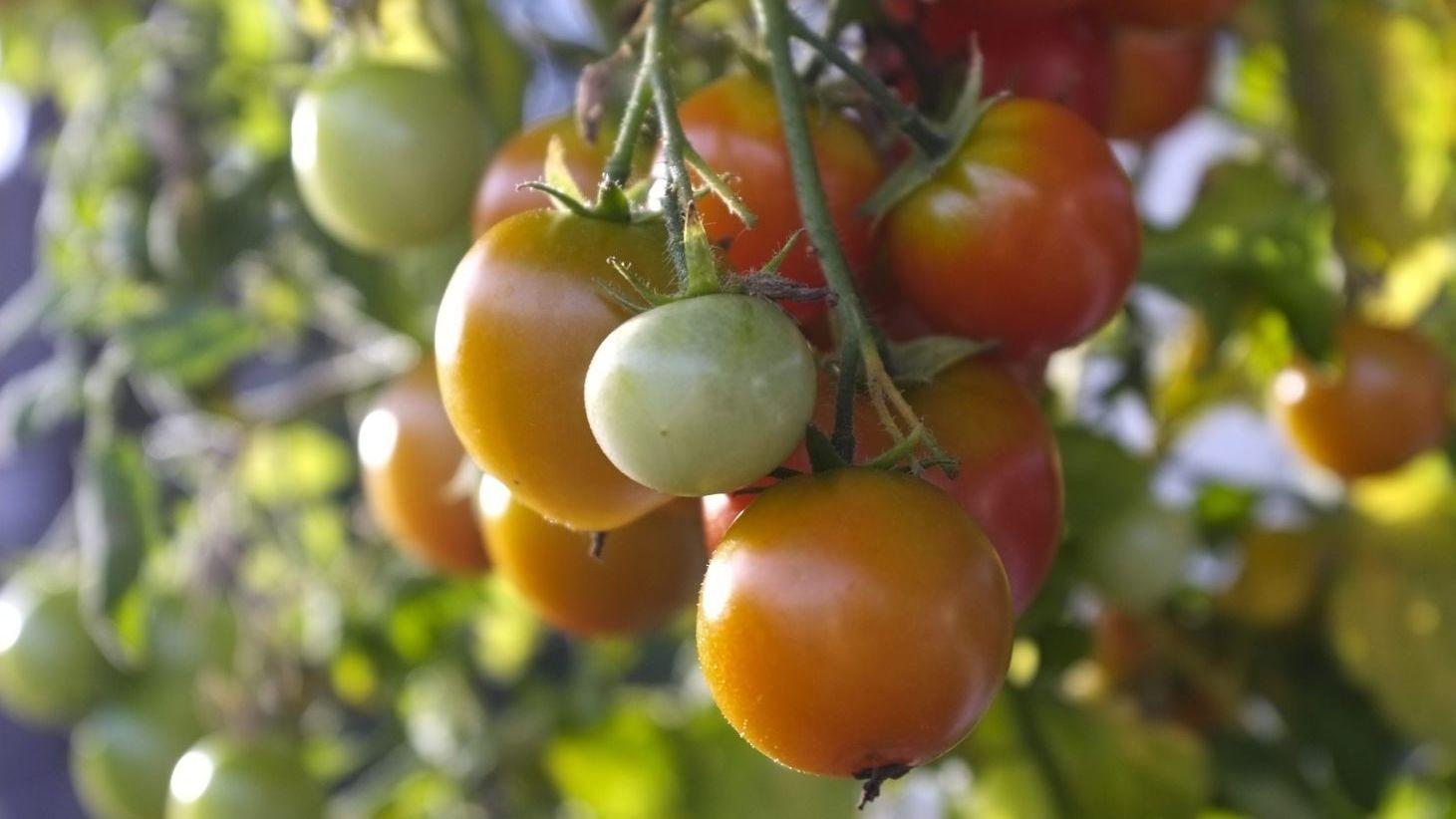 PLANTEGLEDE: Har du ikke dyrket tomatplanter går du glipp av en fantastisk smaksopplevelse. Lett er det også. Foto: Gisle Oddstad