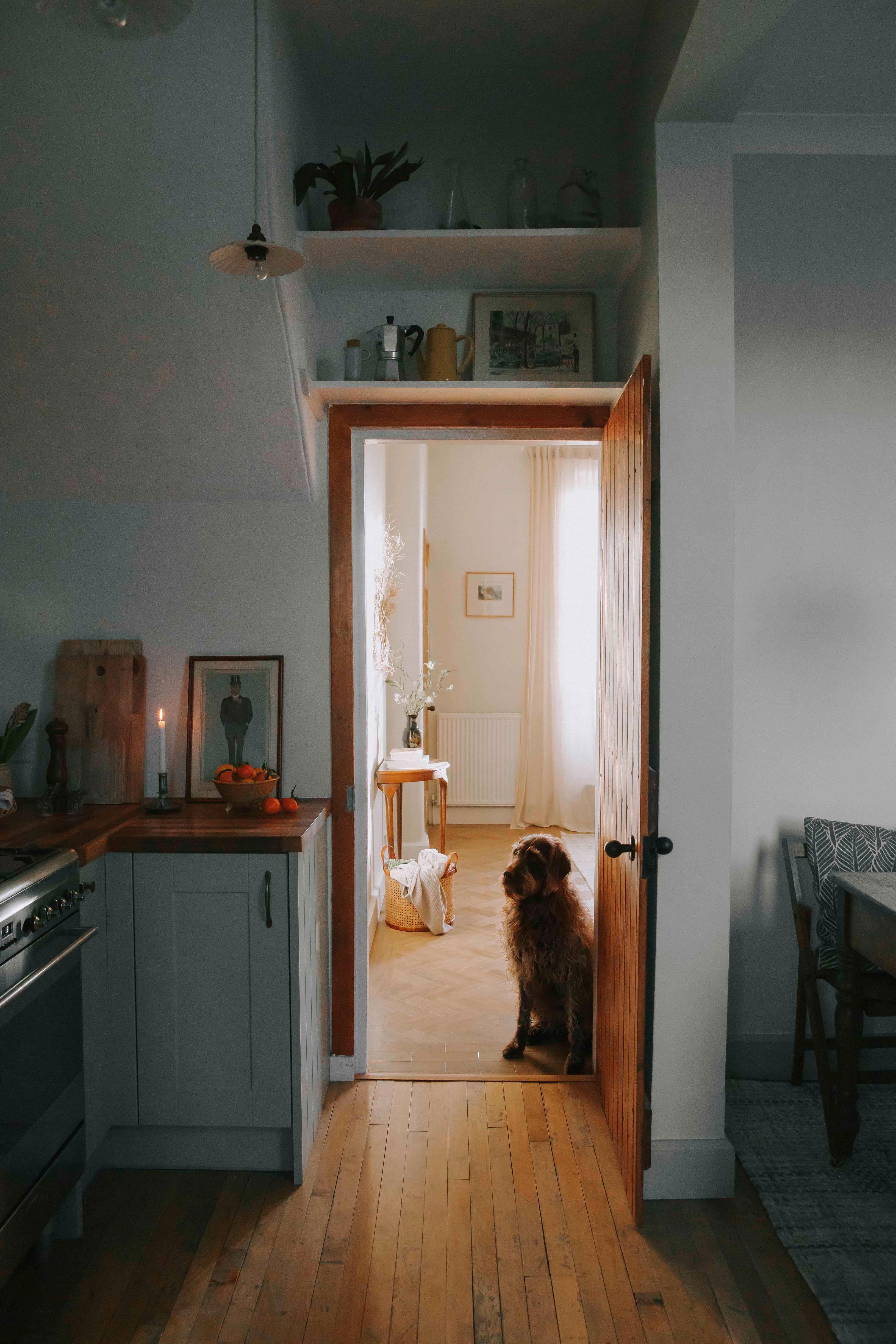 Labradoren Alva på kjøkkenet.