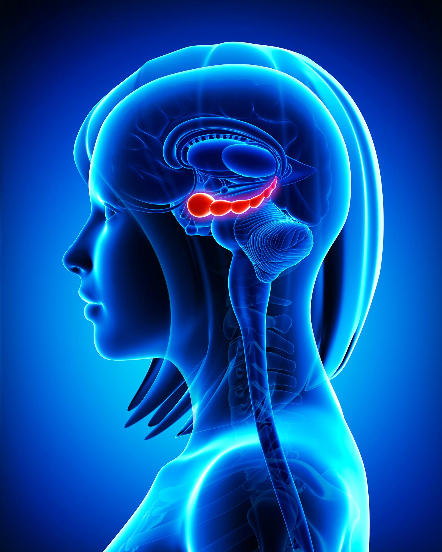 Hippocampus, rödmarkerad, är den delen i hjärnan som lagrar in alla våra minnen. 