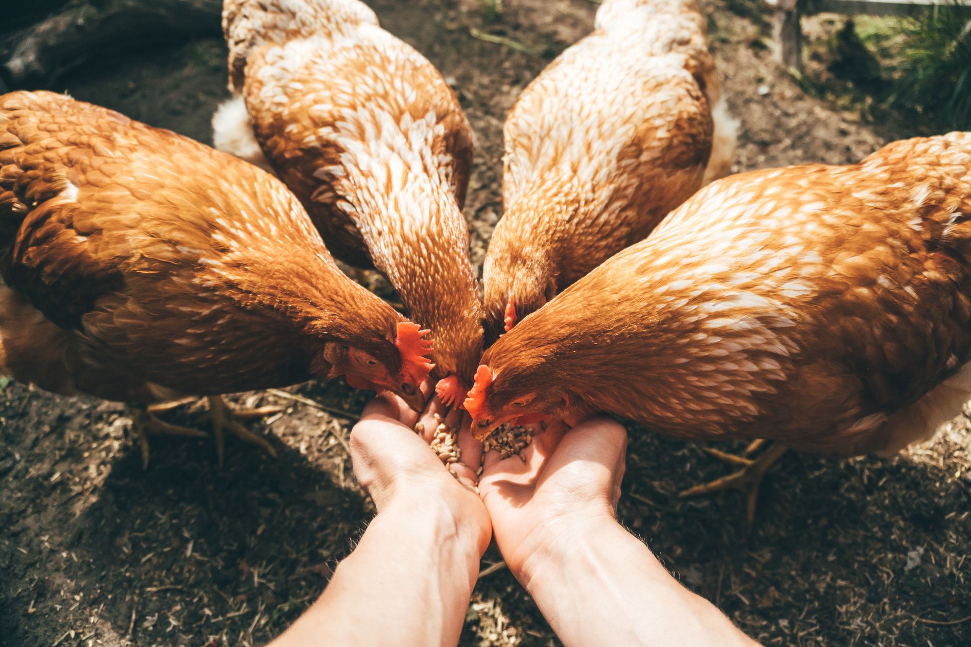 Den KRAV-märkta kycklingen är den enda som får grönt ljus i WWF:s köttguide.