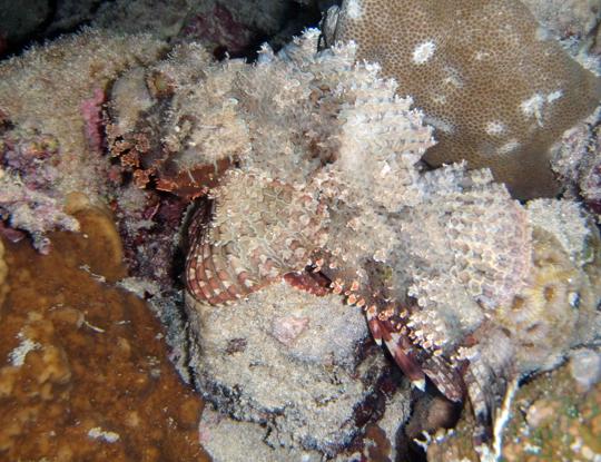 Tassled scorpionfish (Scorpeanopsis oxycephala)