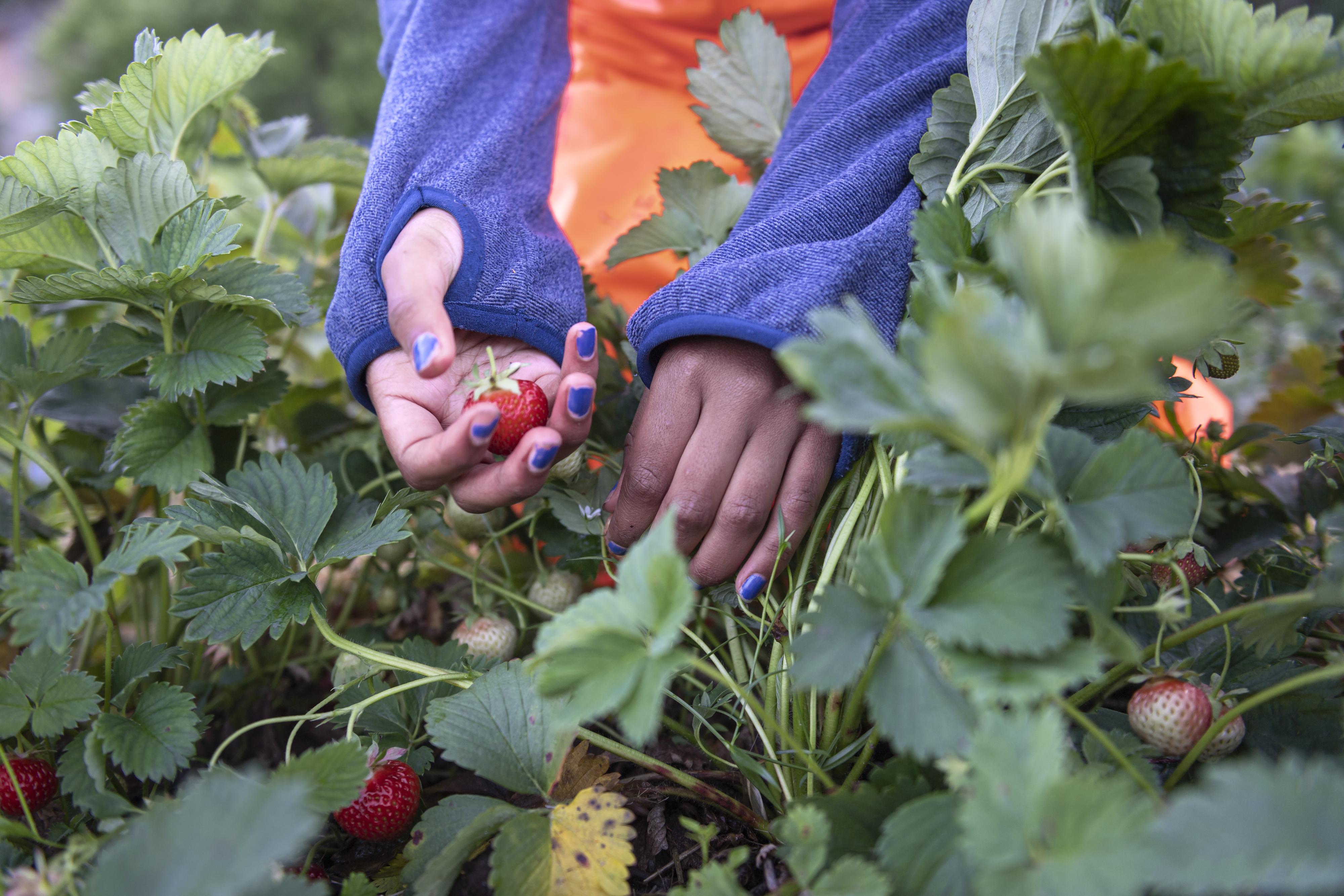RÅTNER: Bøndene har produsert færre jordbær på grunn av manglende arbeidskraft. Nå risikerer de også at bærene råtner før de blir plukket. 