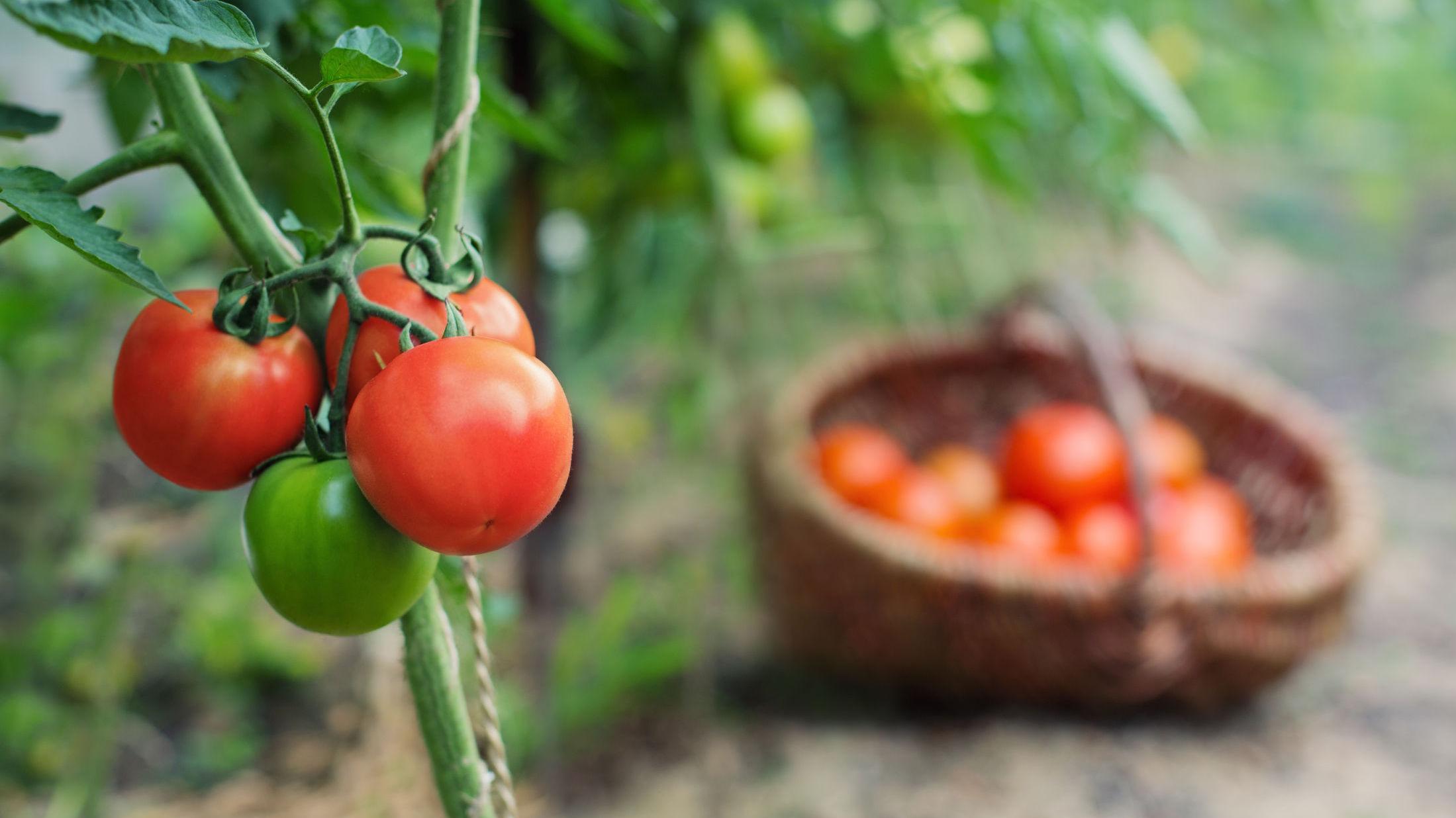TOMATER TRIVES GODT: Tomater er en sikker vinner i salaten og på grillen i sommersesongen. Også er de faktisk ganske enkle å dyrke hjemme. Foto: NTB Scanpix.