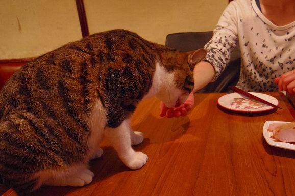 REGLER: Det er strenge regler for hva man kan gi til kattene. Egen mat er ikke lov. Foto: RocketNews24