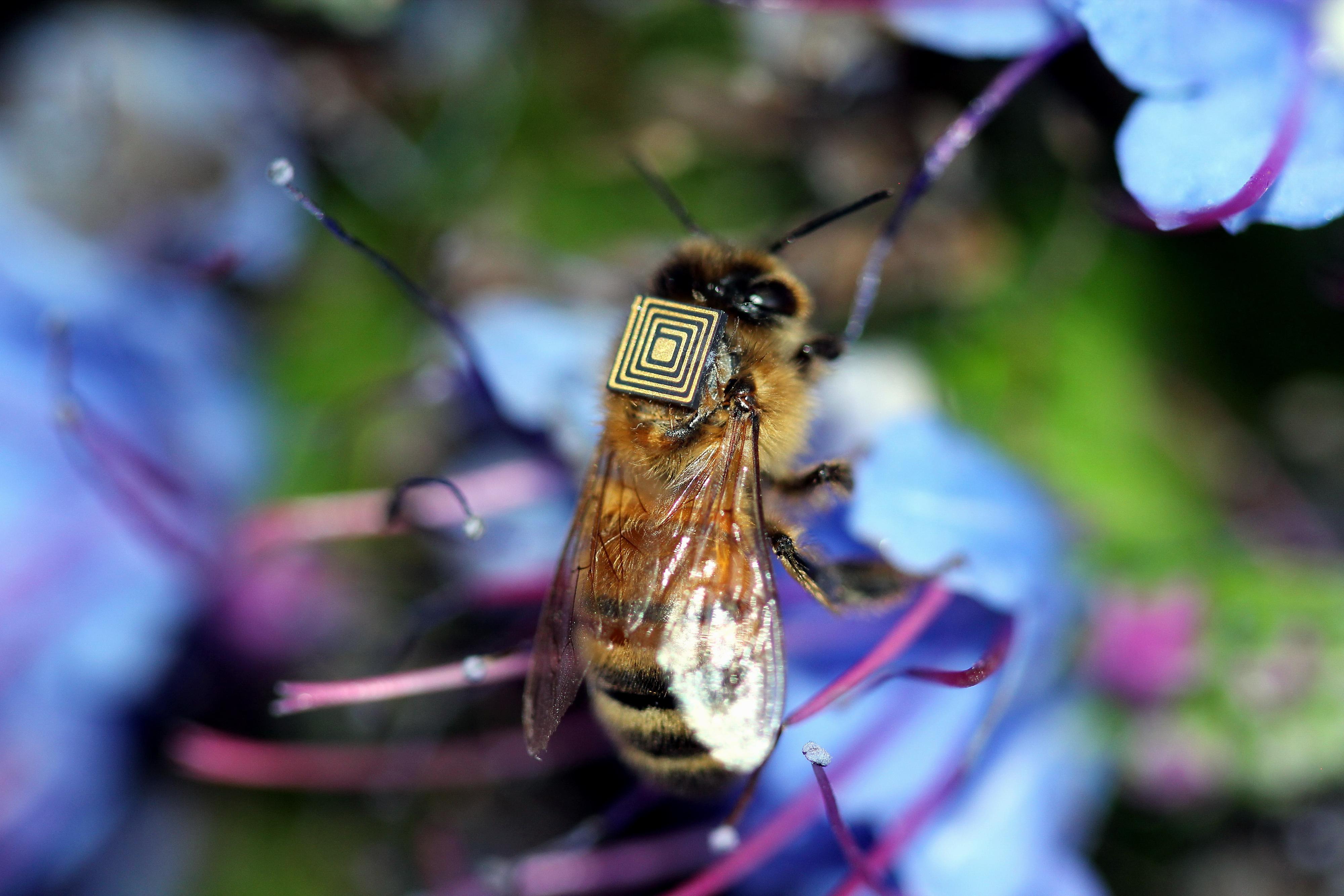 Denne bien overvåkes ved hjelp av en RFID-brikke. Foto: CSIRO, Australias nasjonale forskningsorgan
