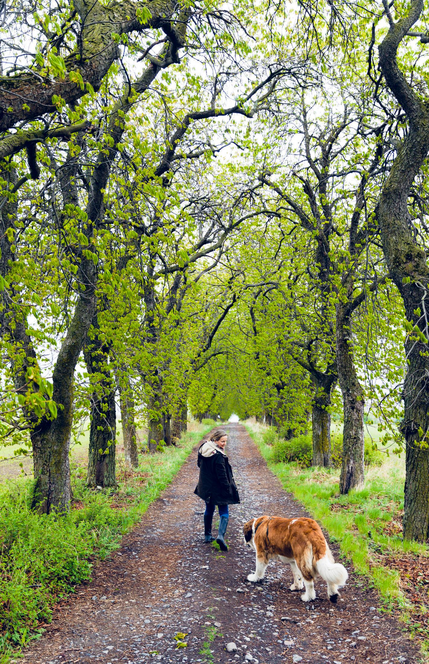 GRØNNE OMGIVELSER: Marianne Olssøn og hunden Sara. Foto: Krister Sørbø/VG