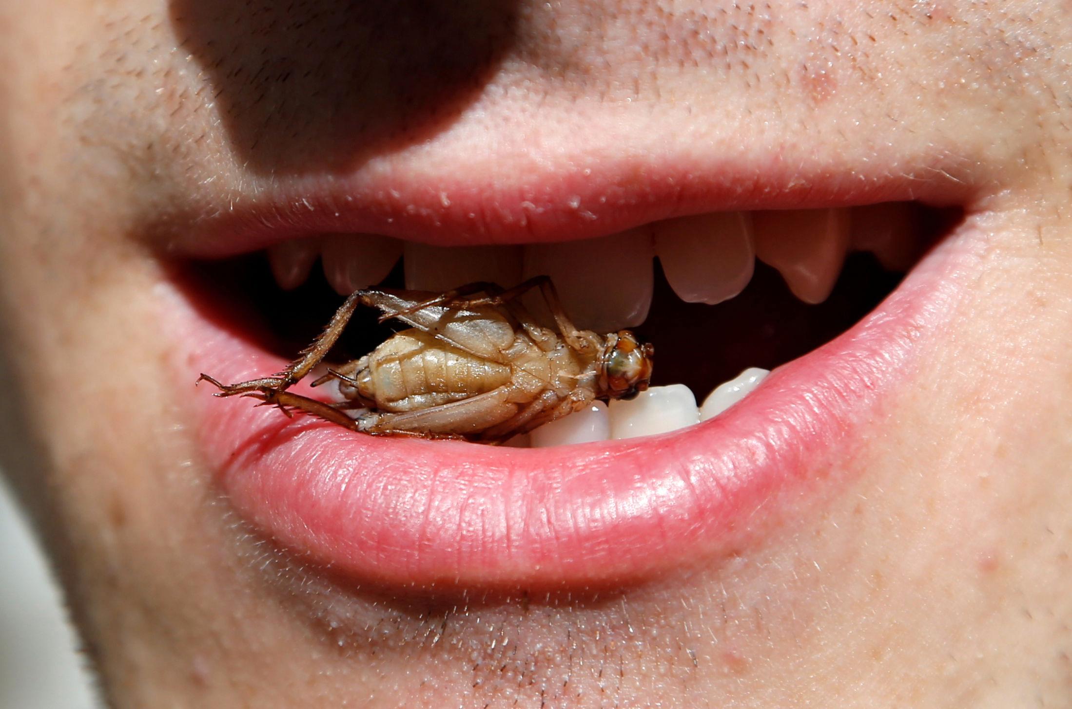 SPISELIG: En ansatt på en belgisk gresshoppefarm poserer med en gresshoppe i munnen.
