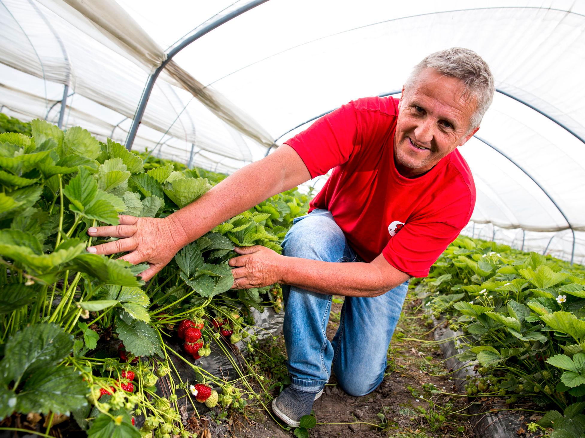 JORDBÆRBONDE: Geir Sjoa med sine modne jordbær i Sola i 2014. Foto: NTB SCANPIX