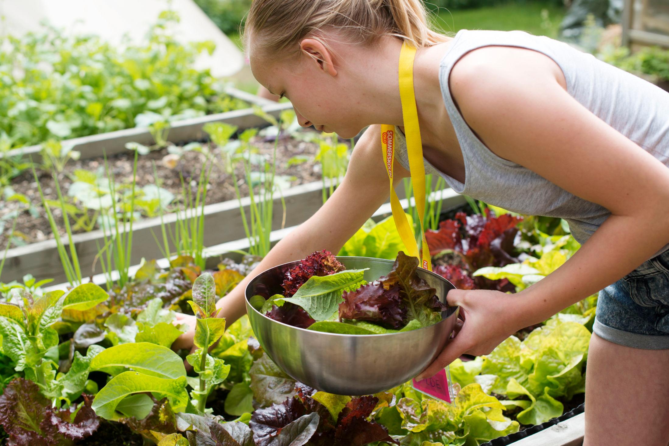 RETT FRA HAGEN: Hilde plukker salat til maten fra skolehagen. Foto: Helena Krekling