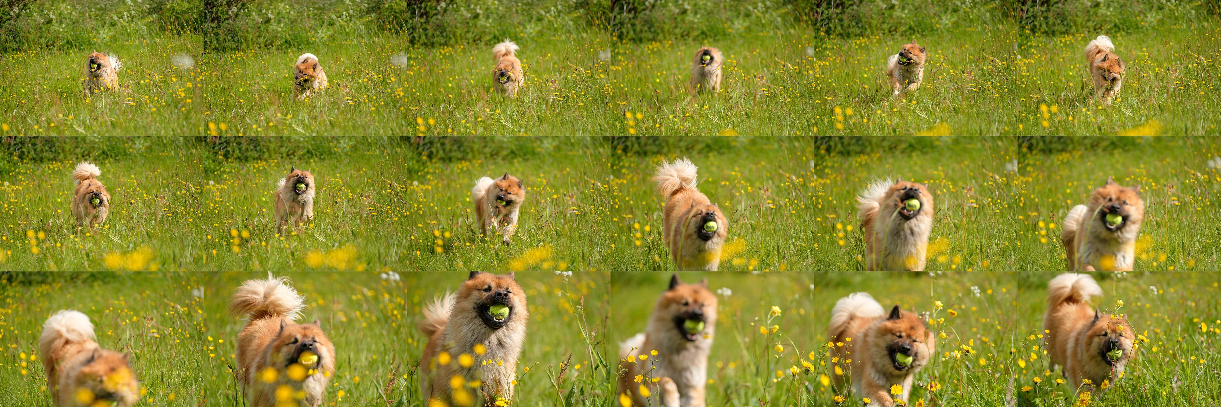 Når vi gjør den samme testen i høyt gress går kameraets treffprosent noe ned, særlig når det kommer blomster mellom fotografen og hunden, men vi synes likevel X-Pro2 klarer seg svært godt de vanskelige omgivelsene tatt i betraktning. 1/2000s - f2.8 - ISO 200. Optimalisert fra RAW og prosessert med Fujifilms kameraprofil «Provia/Standard»