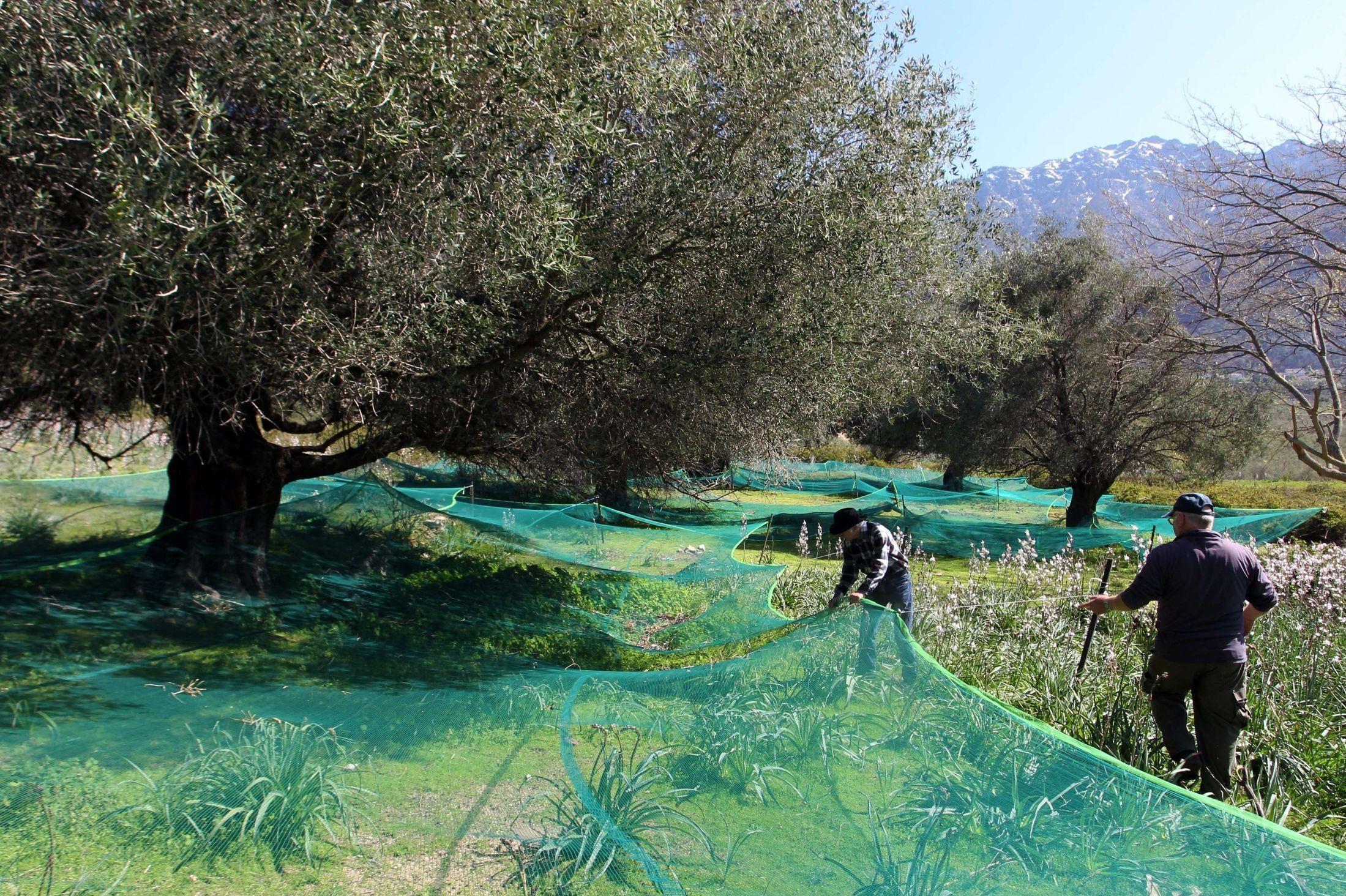 DYRKING: Oliven dyrkes blant annet i Spania, Hellas og Australia. Foto: Pascal Pochard-casabianca/Afp
