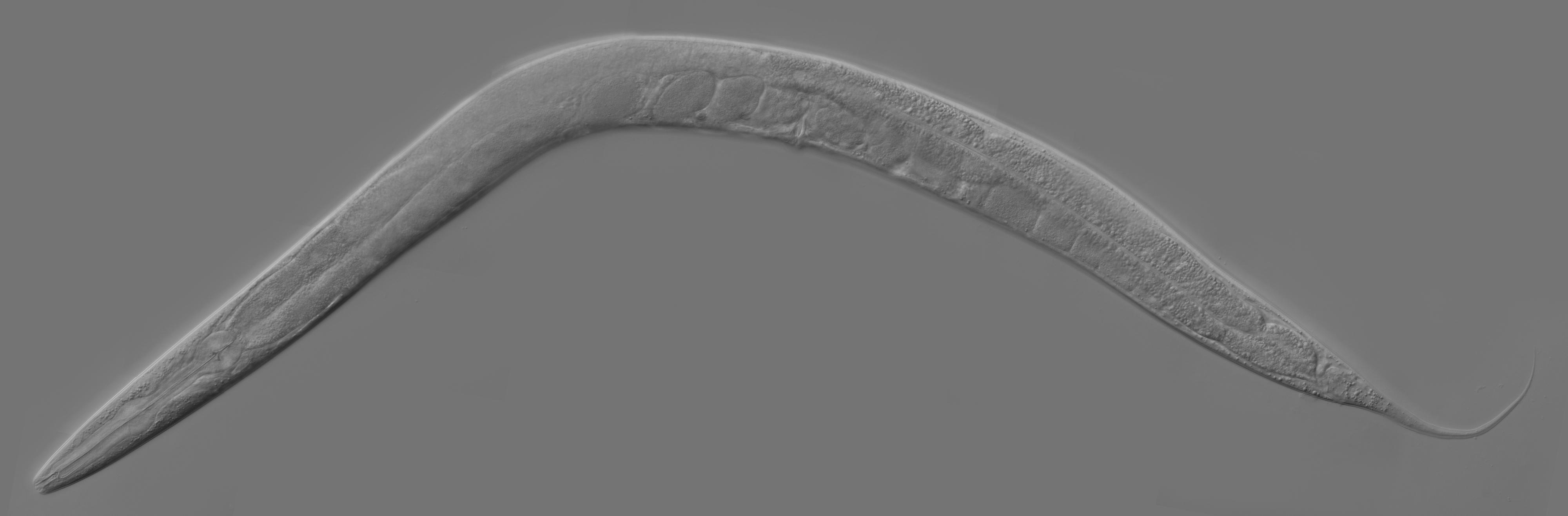 Slik ser en levende C elegans-rundorm ut.Foto: Wikipedia Commons