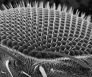 Insektøye sett i et elektronmikroskop.