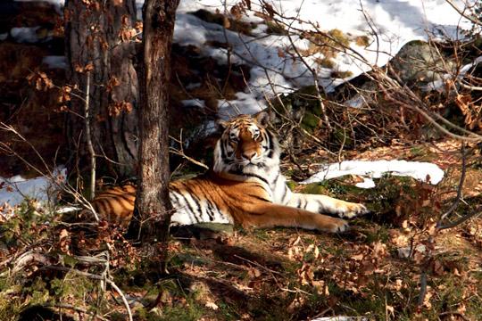 Sibirsk tiger slikker sol. Foto: mjhz