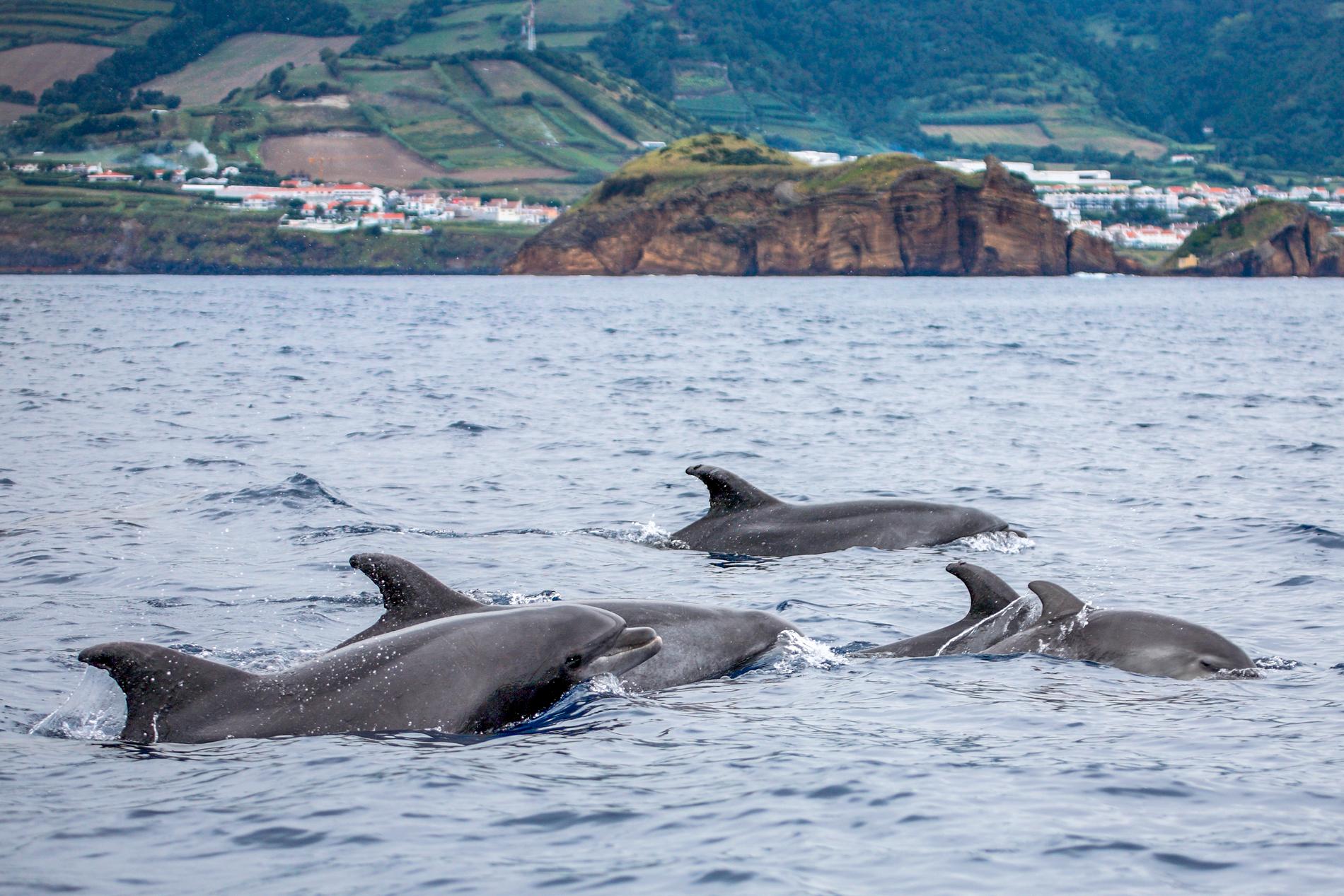 Delfinerna på Azorerna 