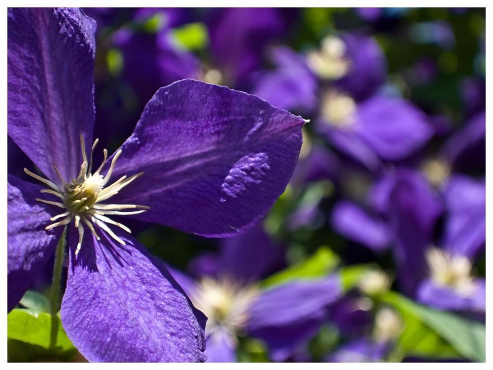 Klassikern Jackmanii har stora mörkt blålila blommor.