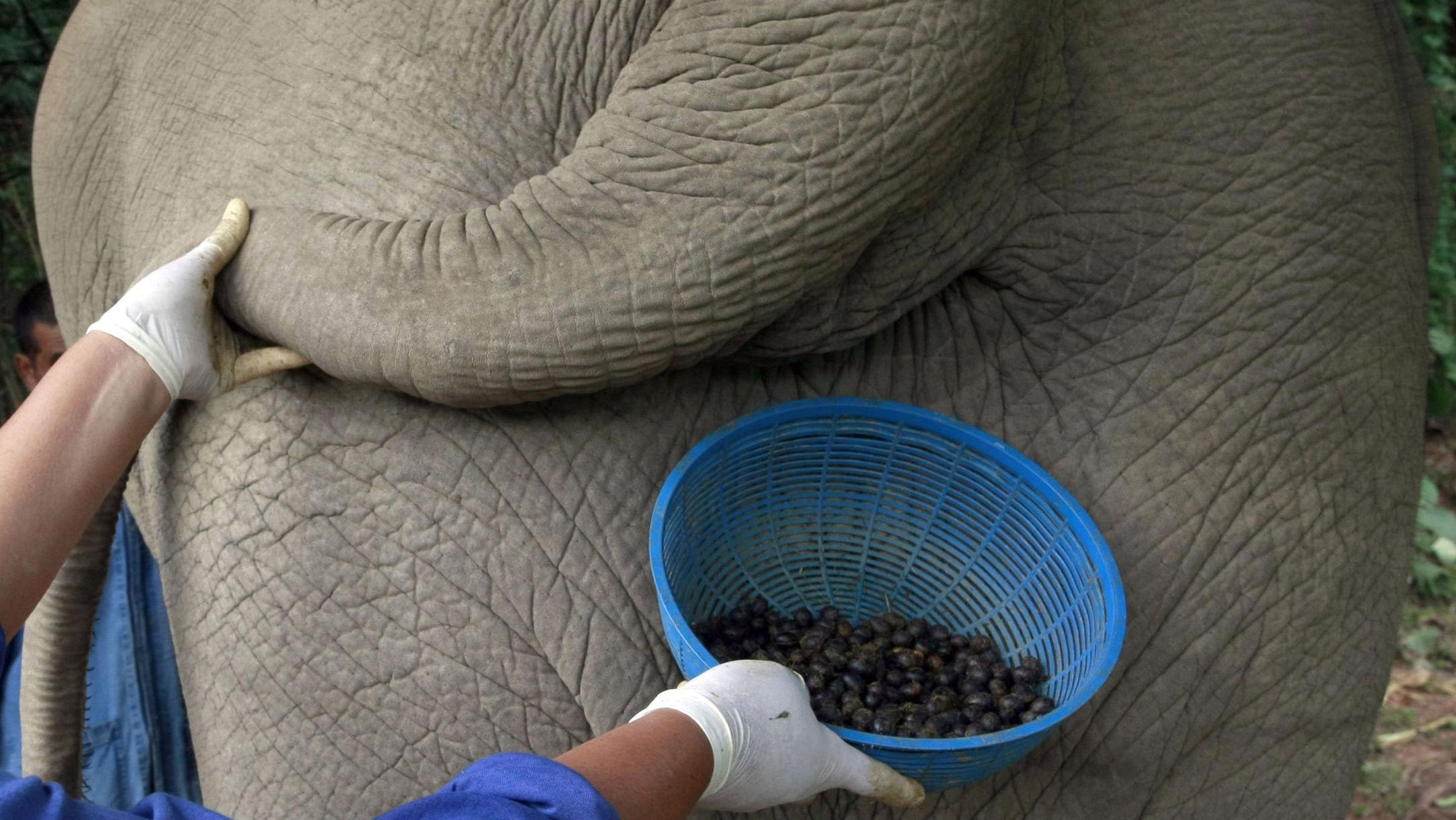 LUKSUS: Bak denne halen, og halene til de andre elefantene ved elefantkonservatet i Thailand, ligger hjemmet til verdens dyreste kaffe. Foto: Afp