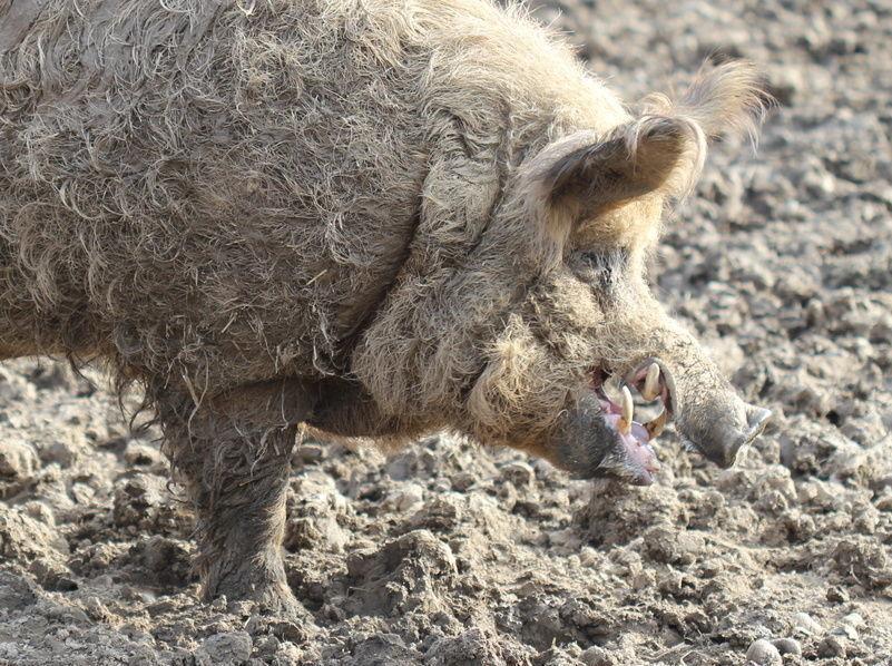 MØR: Mangalitsagrisens kjøtt er mye mørkere enn "vanlig" svinefilet. Foto: Scanpix