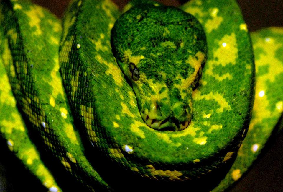 PYTON-SAMARBEID: Kering-gruppen, International Trade Centre og International Union for Conservation of Nature vil jobbe for mer bærekraftig handel med slangeskinn. Foto: AFP