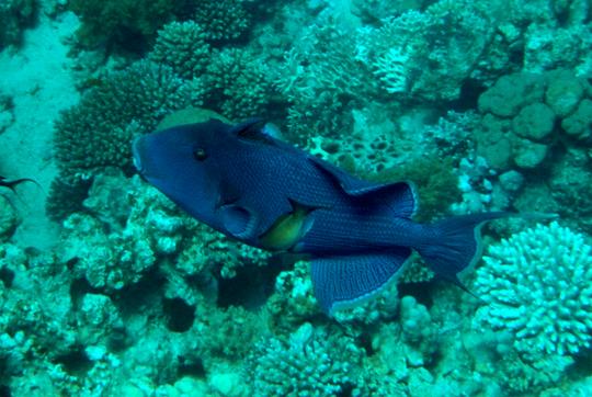 Blå avtrekkerfisk (Pseudobalistes fuscus) er svært territoriale og kan bli aggressive om de føler seg truet.