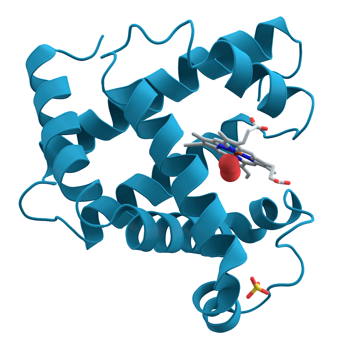 Myoglobin, ett av mange proteiner. Proteiner "bretter" seg utrolig raskt.Foto: Wikimedia