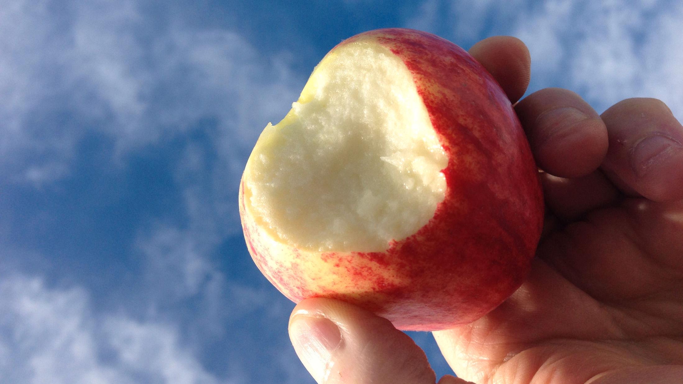 MANGE VARIANTER: Den norske eplesesongen starter rundt september, og det finnes en rekke forskjellige varianter - som Summerred, Gravenstein og Aroma. Foto: Jan Ovind/VG
