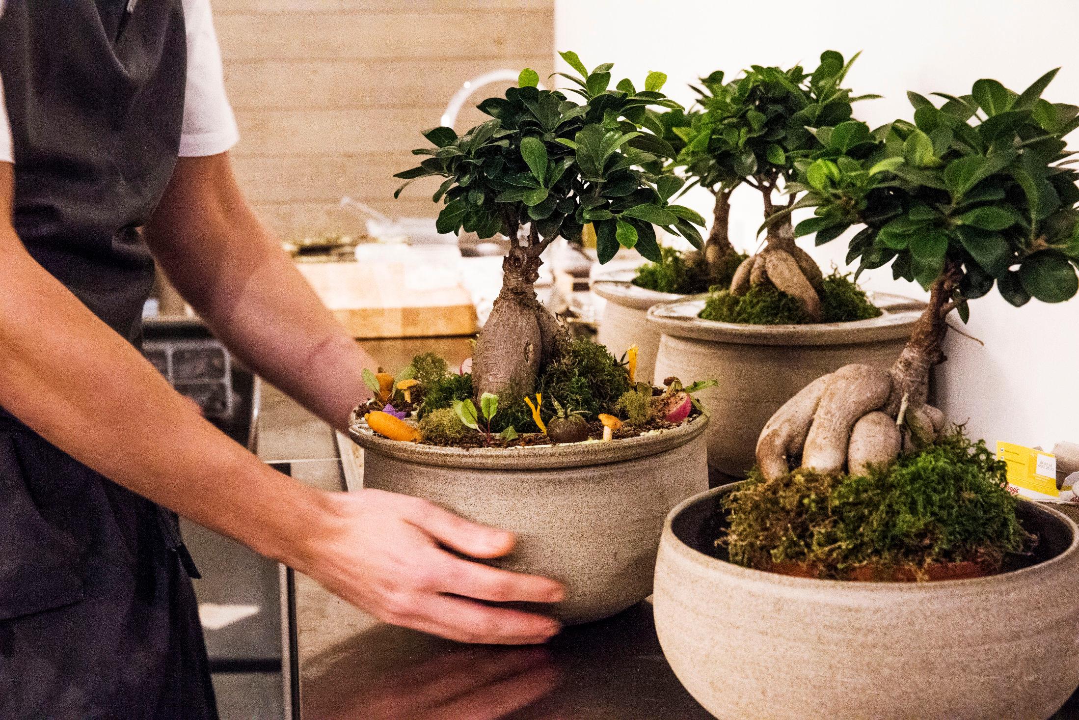 ARTIG: Middagen starter med et bonsaitre der du spiser rett fra potten. Foto: Frode Hansen/VG