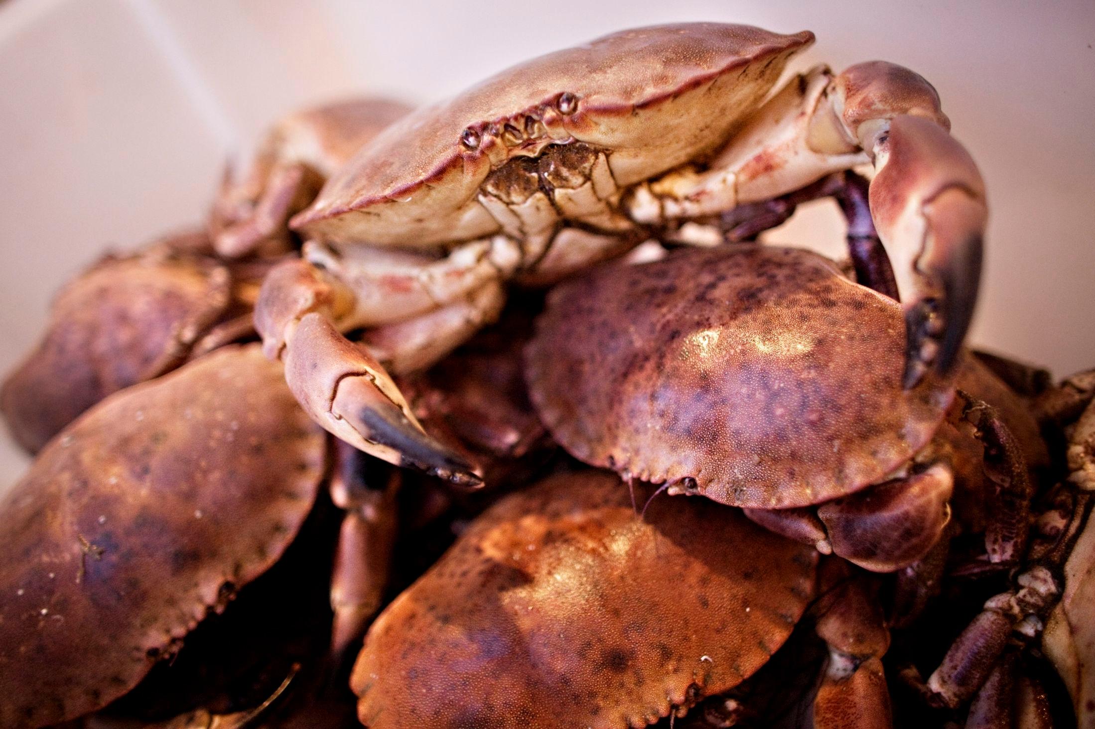 KRABBEGODT: Det gode krabbekjøttet kan brukes på mange måter. Foto: Marte Vike Arnesen