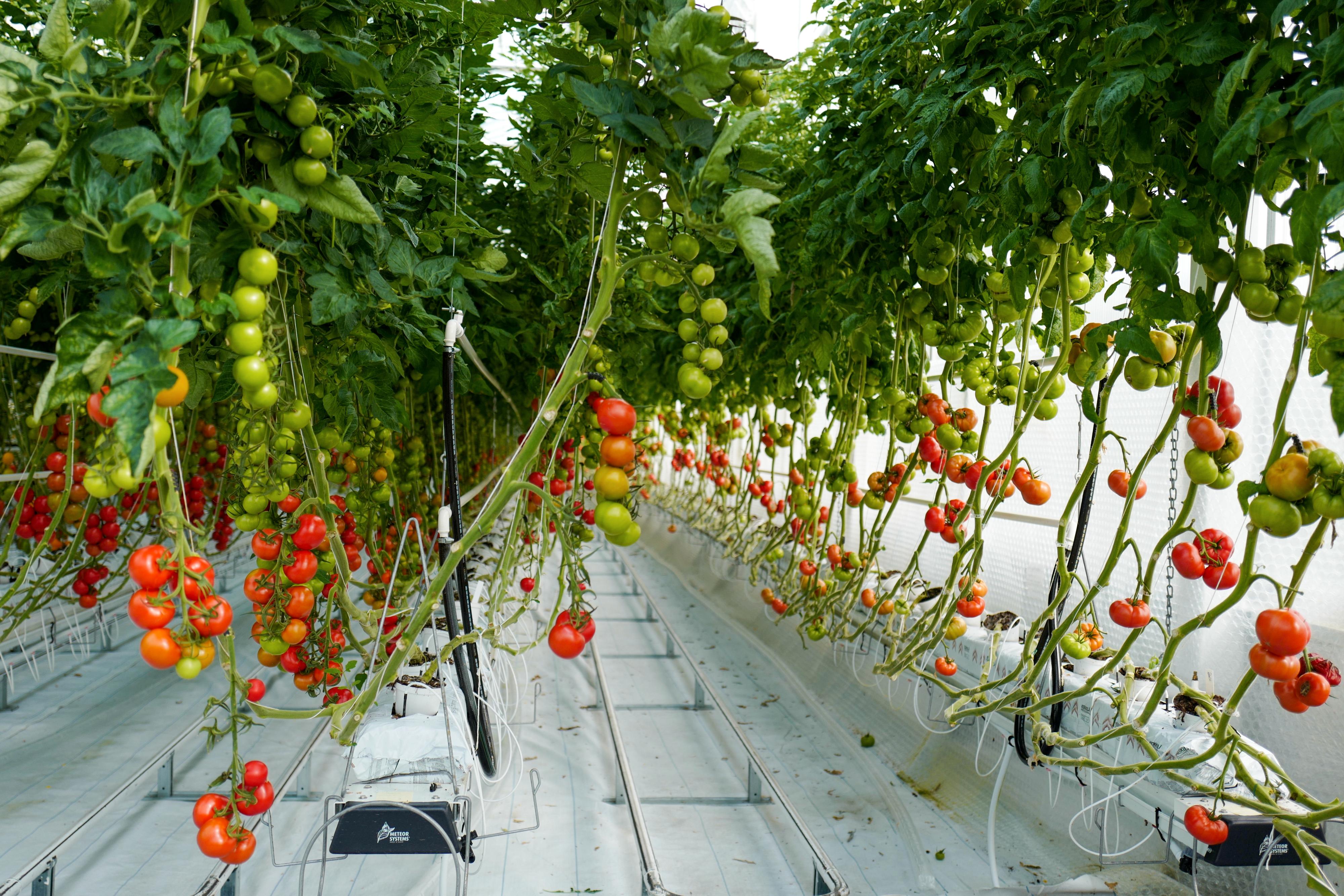 NORSKE TOMATER: På Hesnes utenfor Grimstad dyrker de tomater i lange baner.