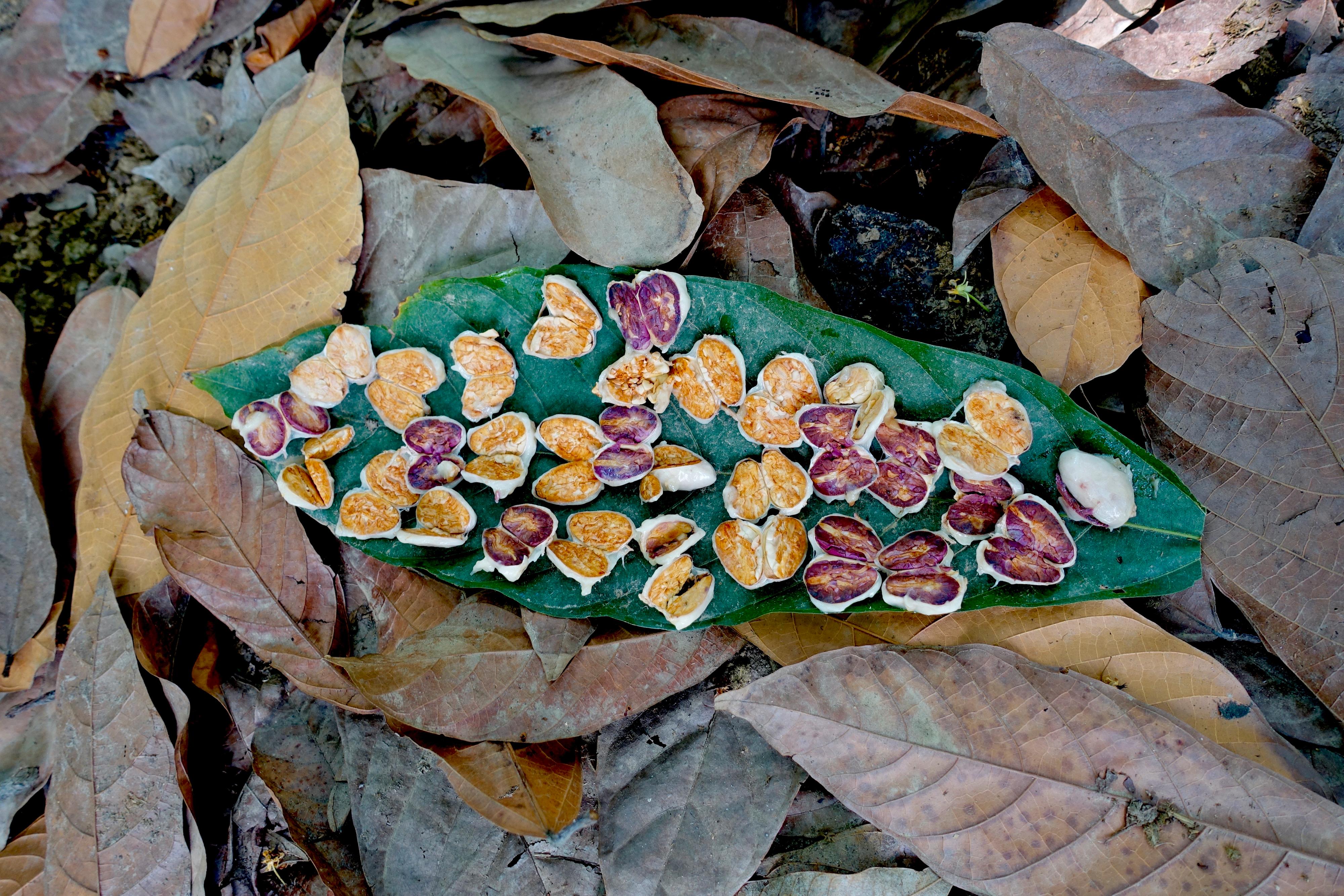 KAKAO: Kakaofruktene vokser rett på trestammen og har ulike størrelser, teksturer og farger, alt etter sorten.