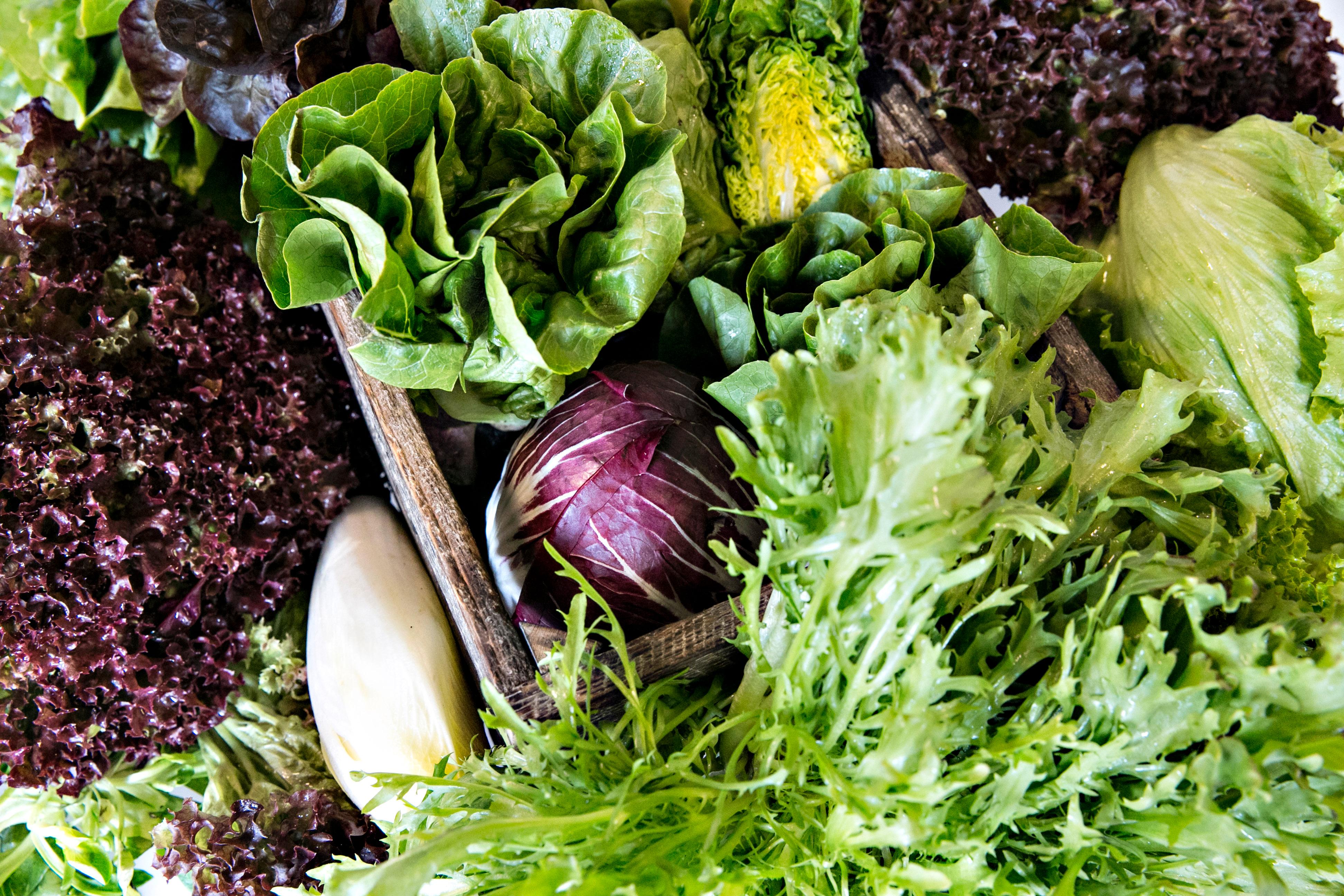 FORSKJELLIGE TYPER: Mange salater små, gjør en stor salat. Her ses blant annet lollo rosso, radicchio, frisée og hodesalat.