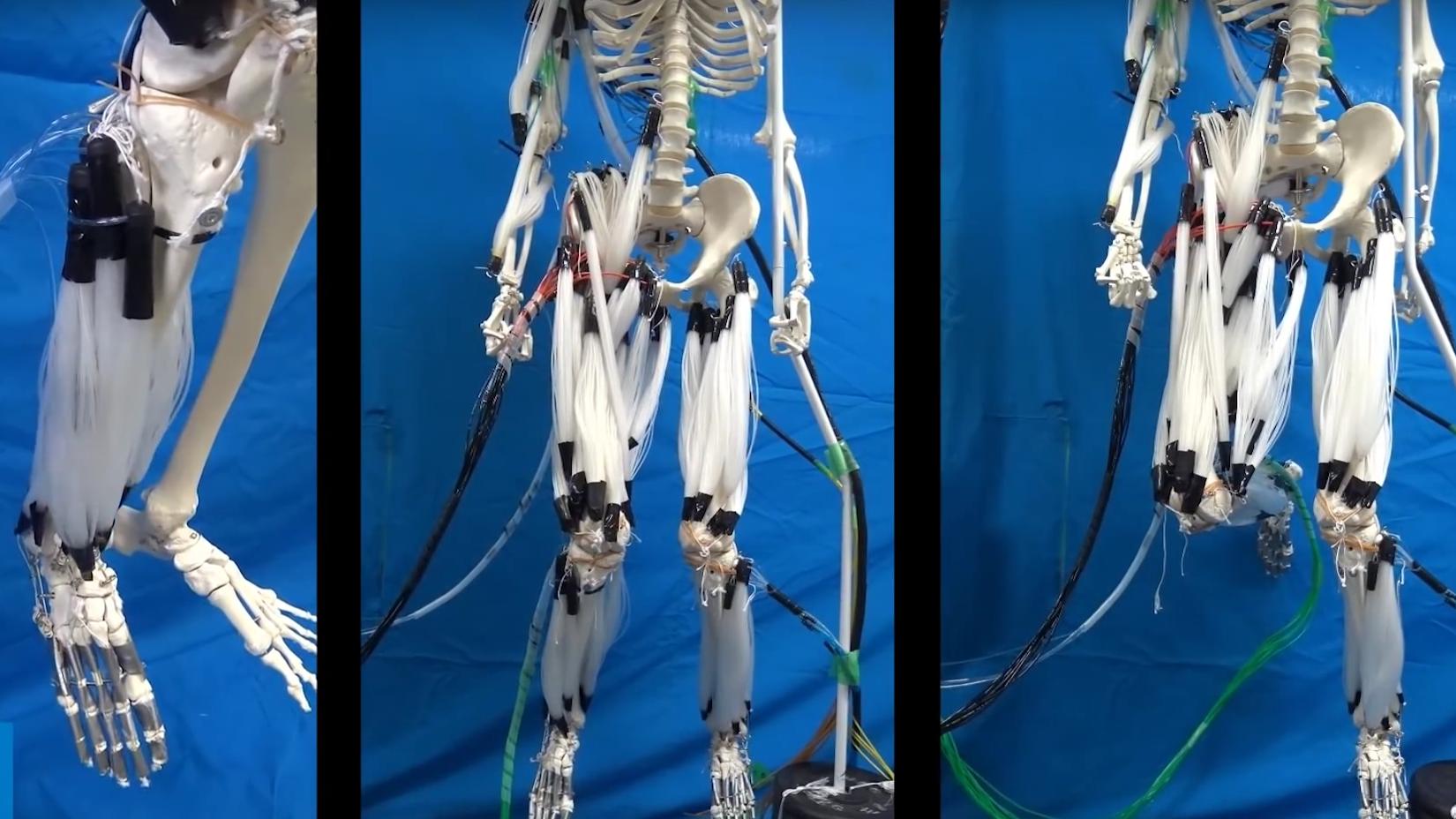 Denne roboten har muskler som fungerer på samme måte som hos mennesker
